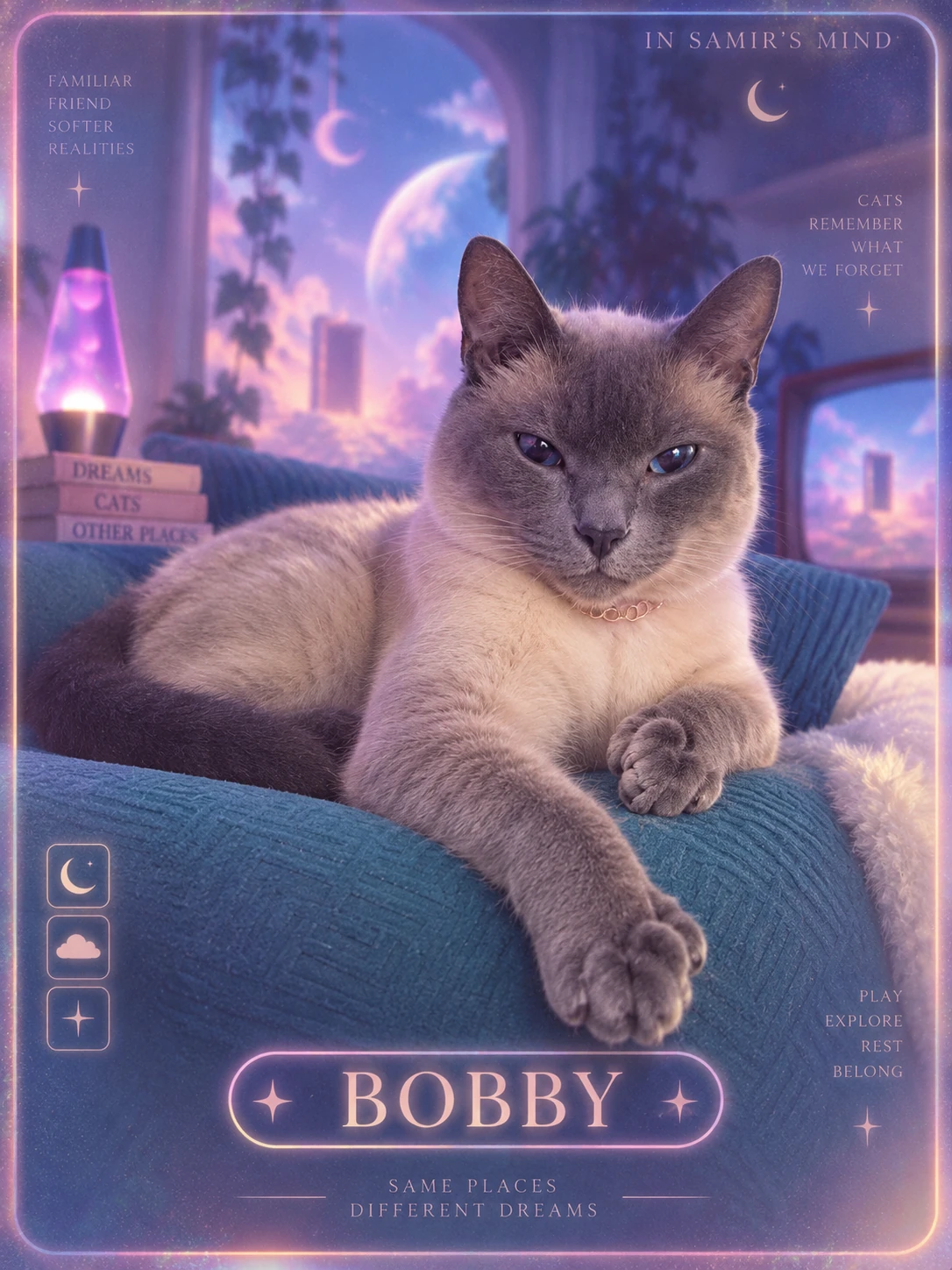 Bobby, polydactyl Siamese cat
